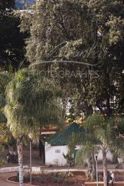 Image du Maroc Professionnelle de  Le sanctuaire du saint Sidi Bousmara est visité depuis longtemps par tous ceux qui sont atteint de la rage convergent vers ce lieu avec leurs offrandes et plante un clou sur l’arbre, ou sur le mur Est dans l’espoir d’une guérison. La légende raconte qu’un vieux pèlerin à la barbe blanche drapé de blanc frappa alors le sol avec son bâton et une source jaillit du sol. Il s’installe à Casablanca au milieu du cimetière et plante un caoutchouc qui devint rapidement gigantesque. Samedi 19 Février 2009. (Photo / Abdeljalil Bounhar)